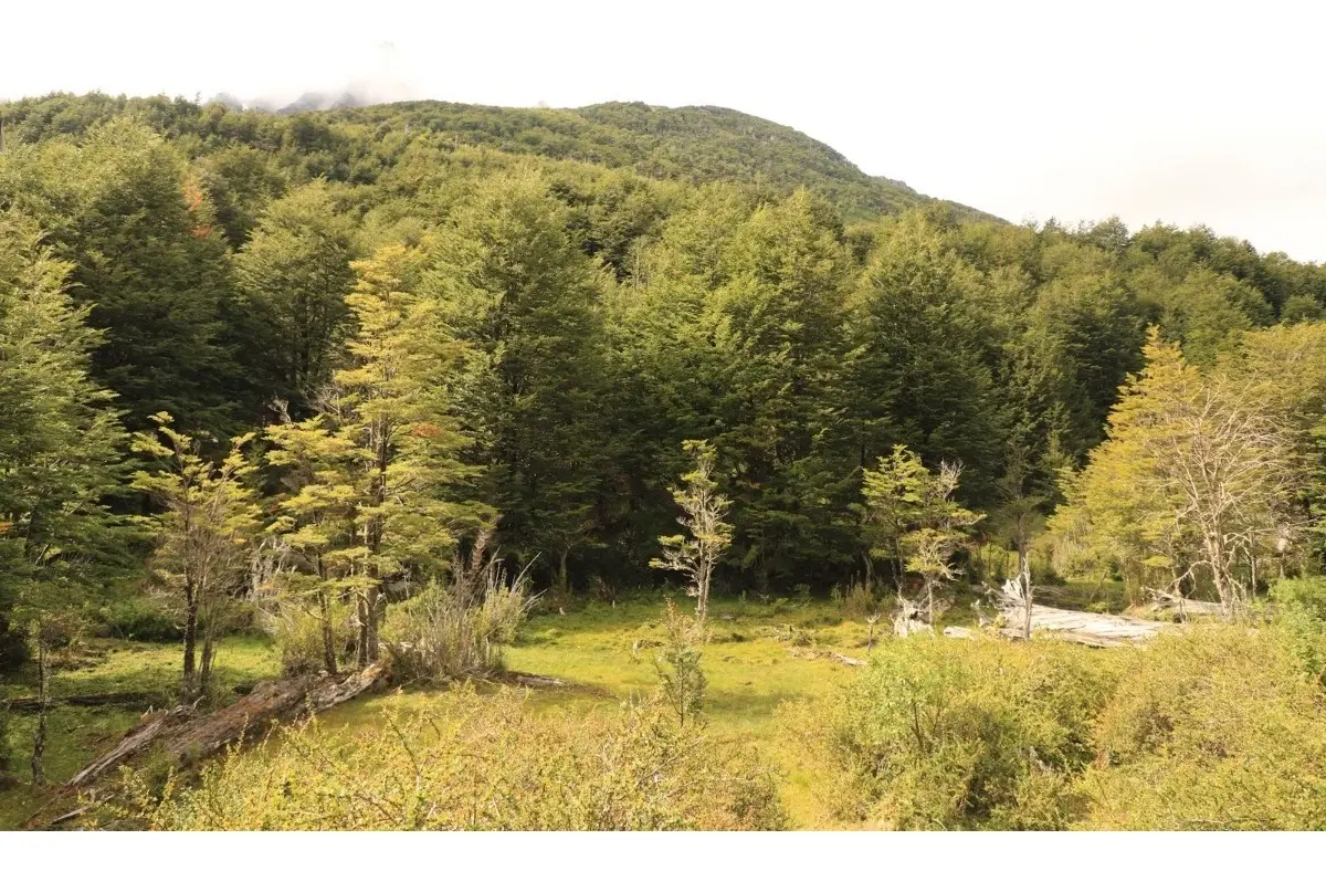 Parcelas De 2,9 A 10 Ha En Futaleufú — foto 4 de 4