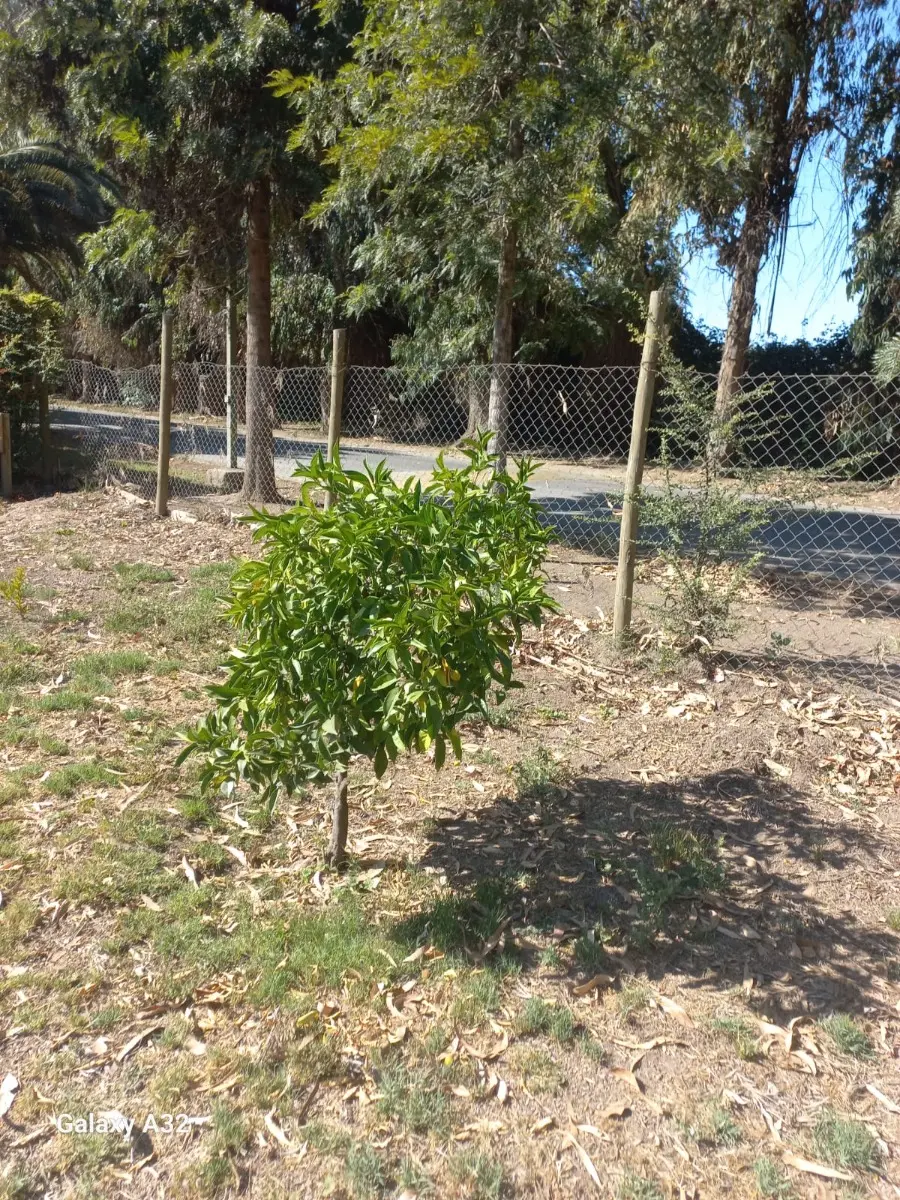 Se Vende Exclusiva Parcela Con 2 Casas En Padre Hurtado — foto 16 de 30